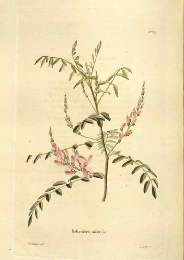 Reproducción/Reproduction 48623530413: The botanical cabinet. London :John & Arthur Arch ...,1817-1833.. 