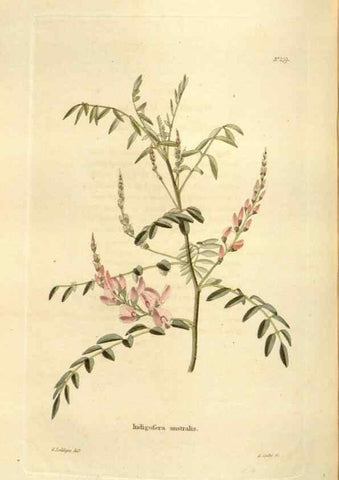 Reproducción/Reproduction 48623530413: The botanical cabinet. London :John & Arthur Arch ...,1817-1833.. 