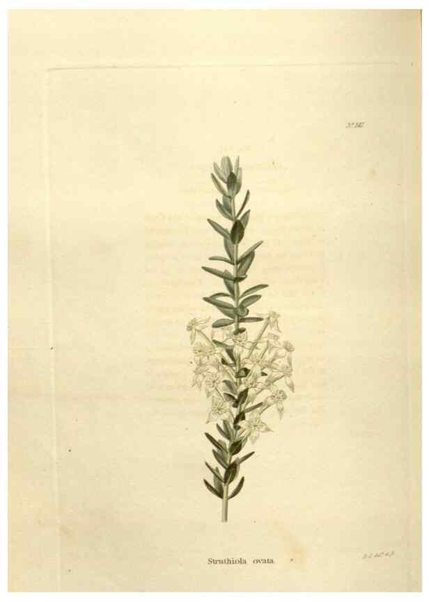 Reproducción/Reproduction 48623528098: The botanical cabinet. London :John & Arthur Arch ...,1817-1833.. 