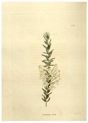 Reproducción/Reproduction 48623528098: The botanical cabinet. London :John & Arthur Arch ...,1817-1833.. 