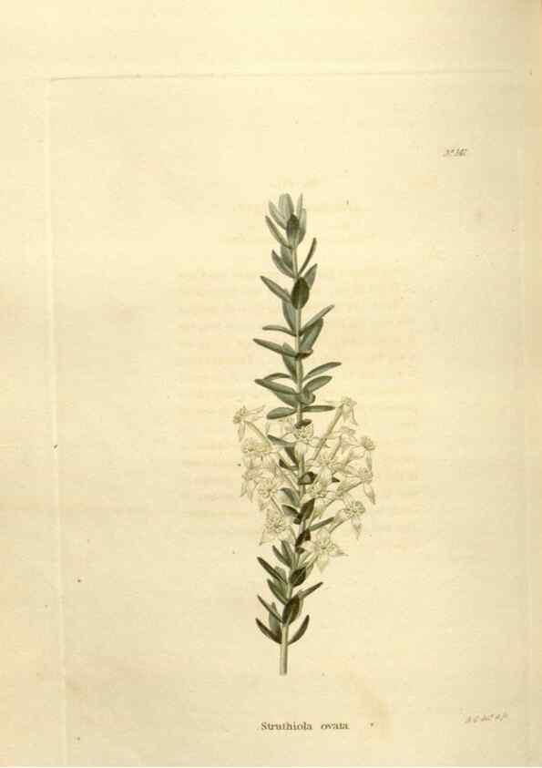Reproducción/Reproduction 48623528098: The botanical cabinet. London :John & Arthur Arch ...,1817-1833.. 