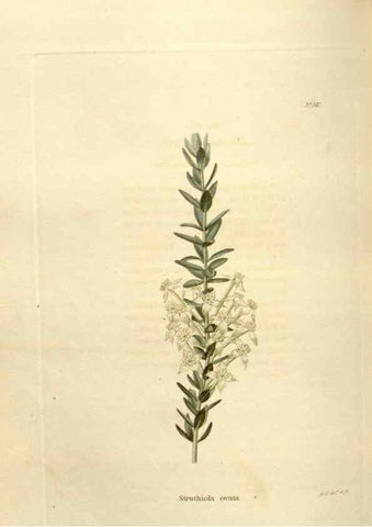Reproducción/Reproduction 48623528098: The botanical cabinet. London :John & Arthur Arch ...,1817-1833.. 