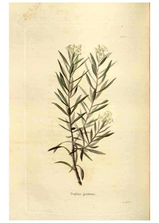 Reproducción/Reproduction 48624029867: The botanical cabinet. London :John & Arthur Arch ...,1817-1833.. 