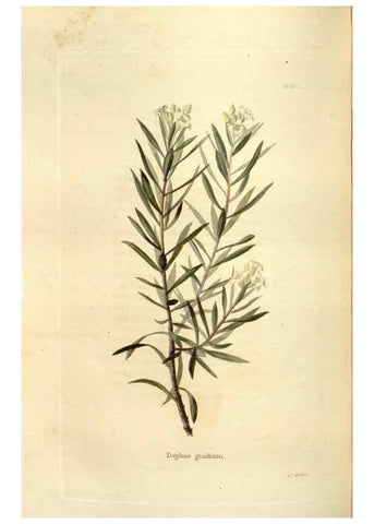 Reproducción/Reproduction 48624029867: The botanical cabinet. London :John & Arthur Arch ...,1817-1833.. 