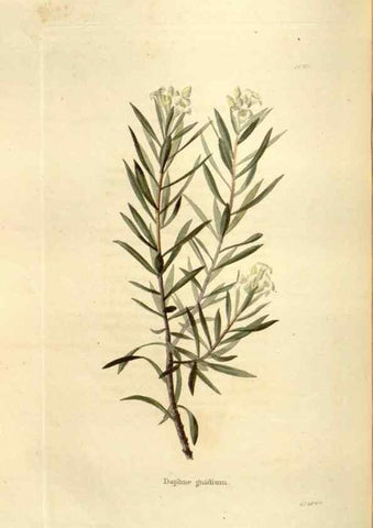 Reproducción/Reproduction 48624029867: The botanical cabinet. London :John & Arthur Arch ...,1817-1833.. 