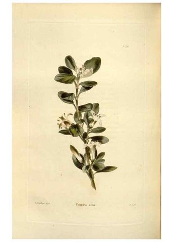 Reproducción/Reproduction 48623531383: The botanical cabinet. London :John & Arthur Arch ...,1817-1833.. 