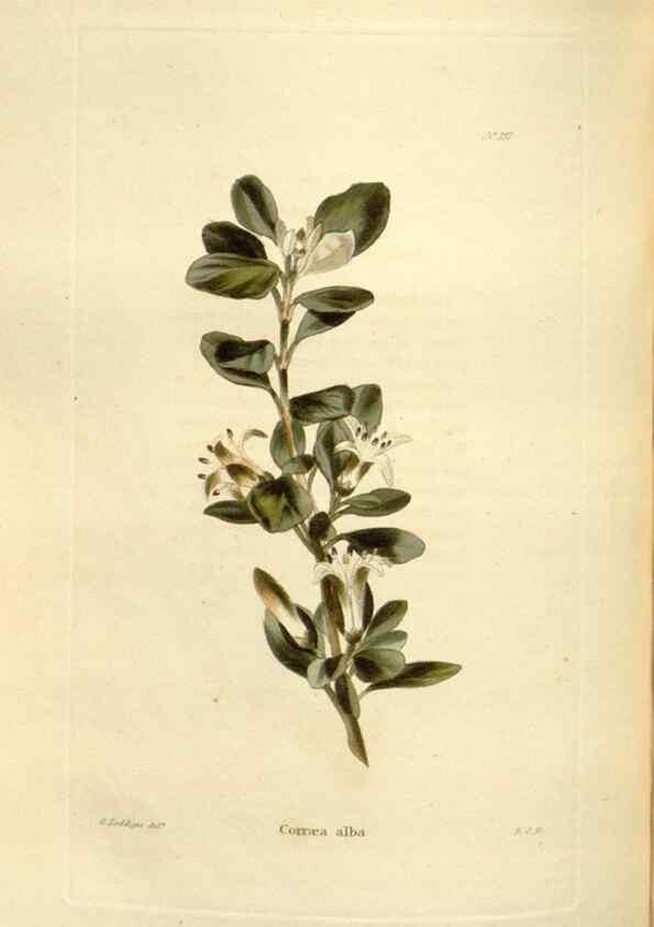 Reproducción/Reproduction 48623531383: The botanical cabinet. London :John & Arthur Arch ...,1817-1833.. 