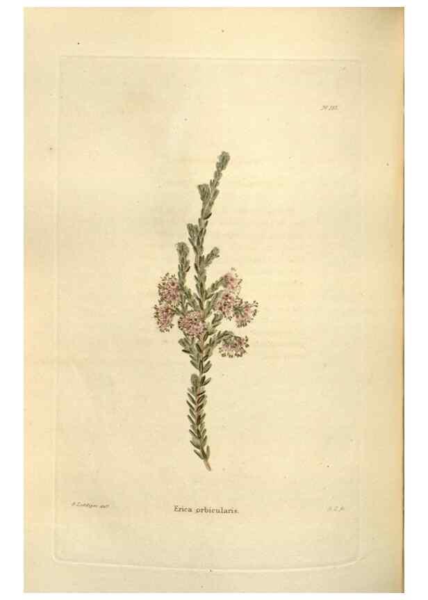 Reproducción/Reproduction 48623531693: The botanical cabinet. London :John & Arthur Arch ...,1817-1833.. 