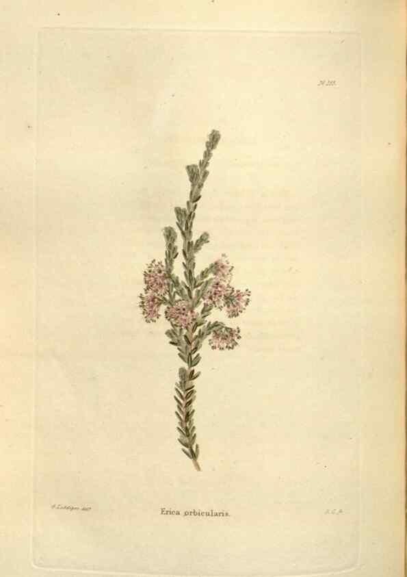 Reproducción/Reproduction 48623531693: The botanical cabinet. London :John & Arthur Arch ...,1817-1833.. 