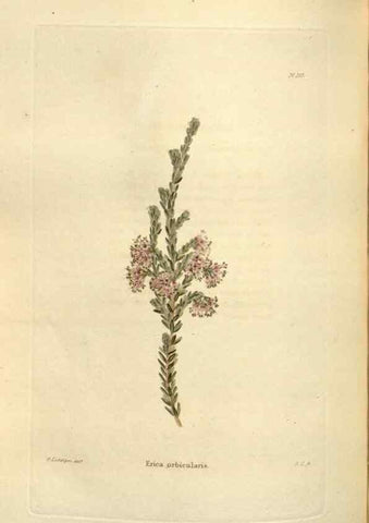Reproducción/Reproduction 48623531693: The botanical cabinet. London :John & Arthur Arch ...,1817-1833.. 