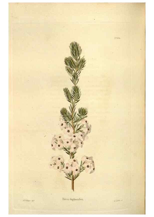 Reproducción/Reproduction 48623883821: The botanical cabinet. London :John & Arthur Arch ...,1817-1833.. 