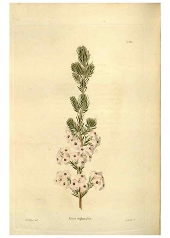 Reproducción/Reproduction 48623883821: The botanical cabinet. London :John & Arthur Arch ...,1817-1833.. 