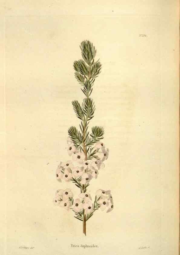 Reproducción/Reproduction 48623883821: The botanical cabinet. London :John & Arthur Arch ...,1817-1833.. 
