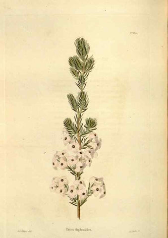 Reproducción/Reproduction 48623883821: The botanical cabinet. London :John & Arthur Arch ...,1817-1833.. 