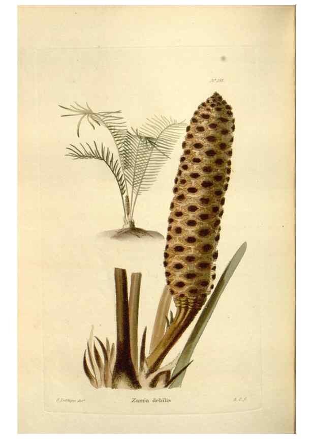 Reproducción/Reproduction 48623884156: The botanical cabinet. London :John & Arthur Arch ...,1817-1833.. 