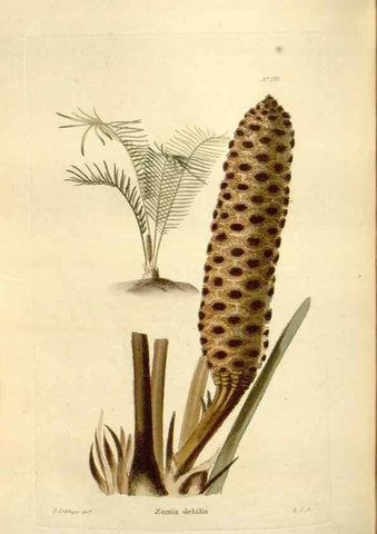 Reproducción/Reproduction 48623884156: The botanical cabinet. London :John & Arthur Arch ...,1817-1833.. 