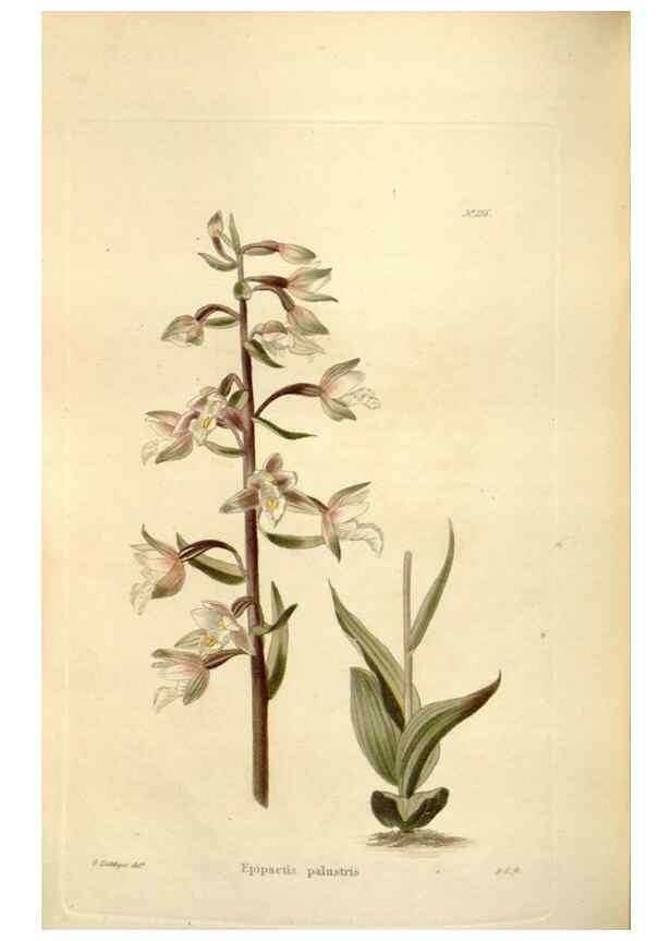 Reproducción/Reproduction 48623884521: The botanical cabinet. London :John & Arthur Arch ...,1817-1833.. 