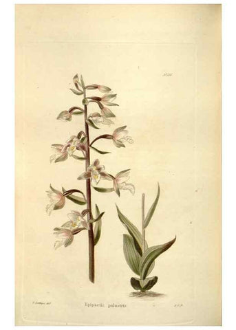 Reproducción/Reproduction 48623884521: The botanical cabinet. London :John & Arthur Arch ...,1817-1833.. 