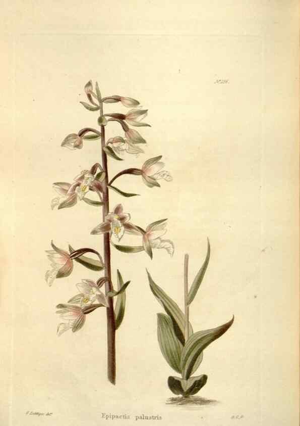 Reproducción/Reproduction 48623884521: The botanical cabinet. London :John & Arthur Arch ...,1817-1833.. 