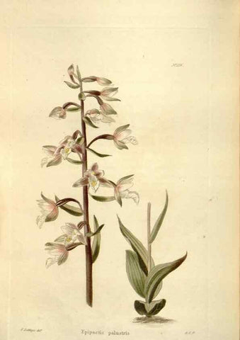 Reproducción/Reproduction 48623884521: The botanical cabinet. London :John & Arthur Arch ...,1817-1833.. 