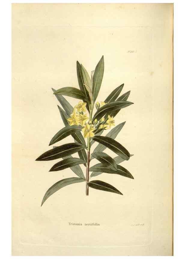 Reproducción/Reproduction 48623884831: The botanical cabinet. London :John & Arthur Arch ...,1817-1833.. 
