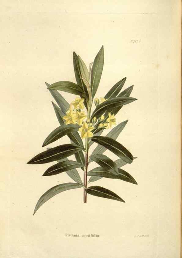 Reproducción/Reproduction 48623884831: The botanical cabinet. London :John & Arthur Arch ...,1817-1833.. 