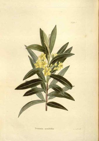 Reproducción/Reproduction 48623884831: The botanical cabinet. London :John & Arthur Arch ...,1817-1833.. 