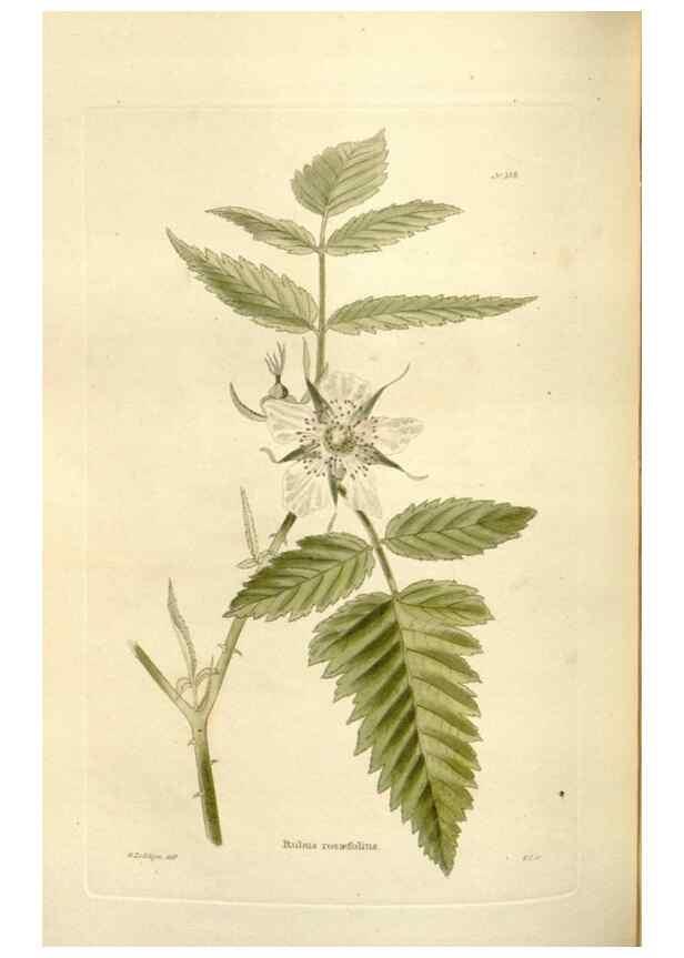 Reproducción/Reproduction 48624032462: The botanical cabinet. London :John & Arthur Arch ...,1817-1833.. 