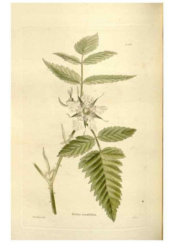 Reproducción/Reproduction 48624032462: The botanical cabinet. London :John & Arthur Arch ...,1817-1833.. 