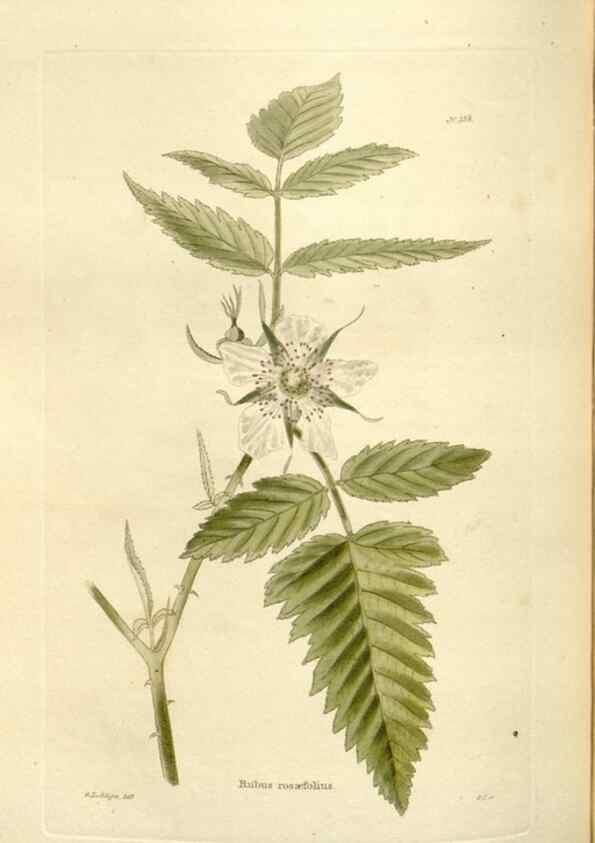 Reproducción/Reproduction 48624032462: The botanical cabinet. London :John & Arthur Arch ...,1817-1833.. 