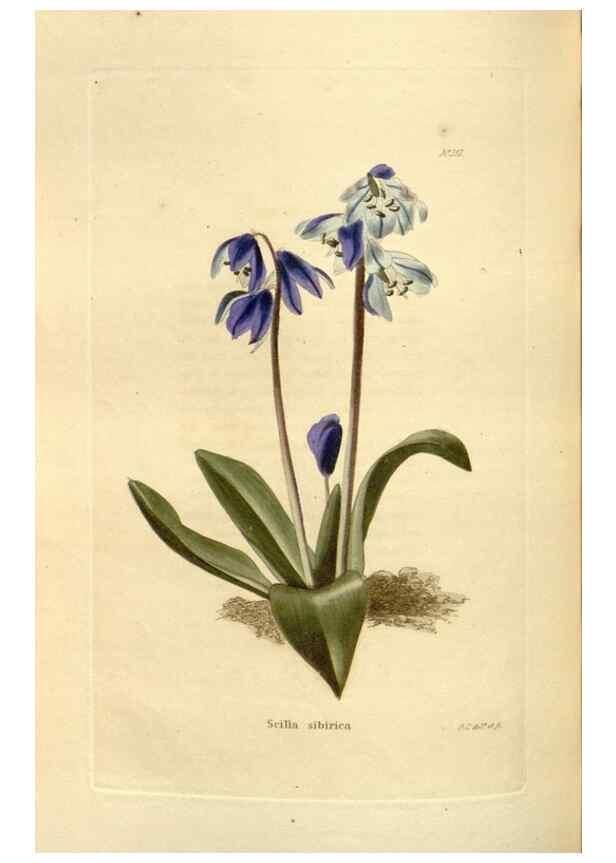 Reproducción/Reproduction 48624030172: The botanical cabinet. London :John & Arthur Arch ...,1817-1833.. 
