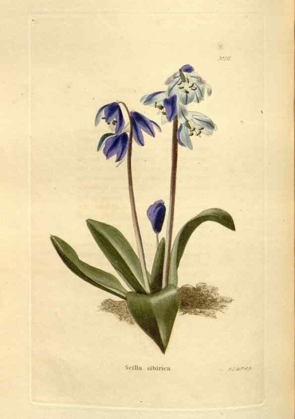 Reproducción/Reproduction 48624030172: The botanical cabinet. London :John & Arthur Arch ...,1817-1833.. 
