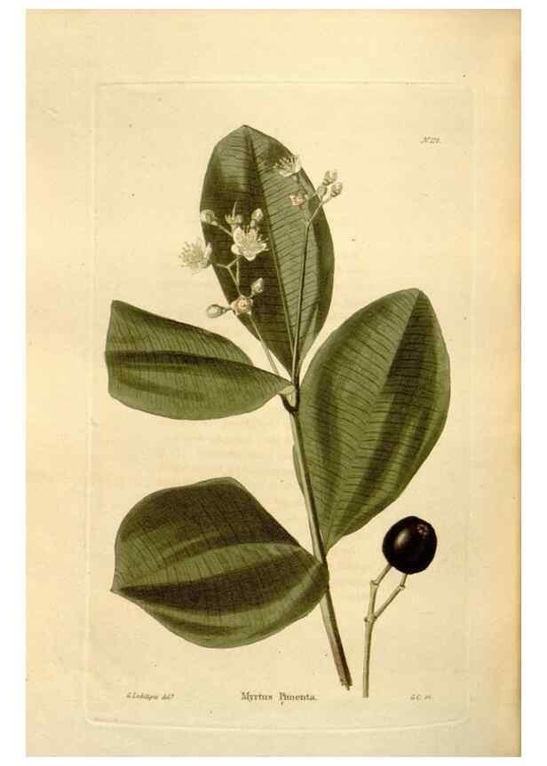 Reproducción/Reproduction 48623892551: The botanical cabinet. London :John & Arthur Arch ...,1817-1833.. 