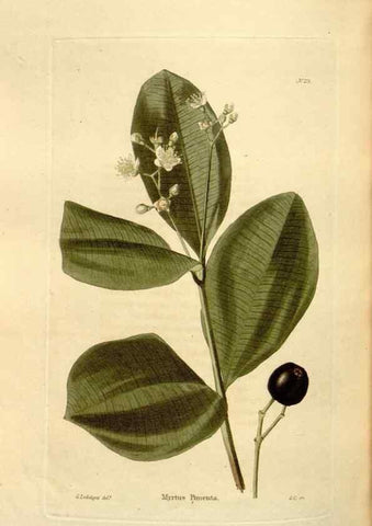 Reproducción/Reproduction 48623892551: The botanical cabinet. London :John & Arthur Arch ...,1817-1833.. 