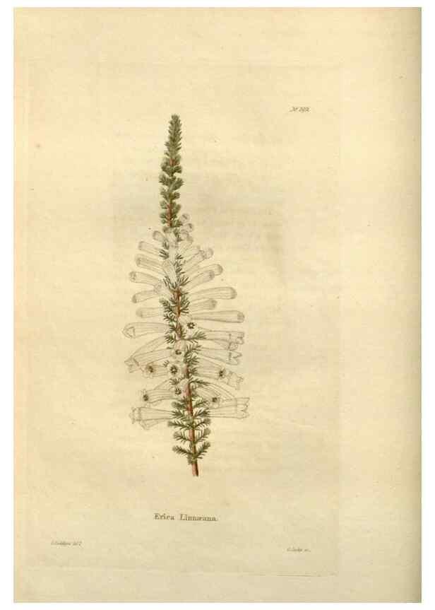 Reproducción/Reproduction 48623865666: The botanical cabinet. London :John & Arthur Arch ...,1817-1833.. 
