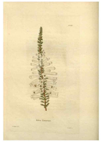 Reproducción/Reproduction 48623865666: The botanical cabinet. London :John & Arthur Arch ...,1817-1833.. 