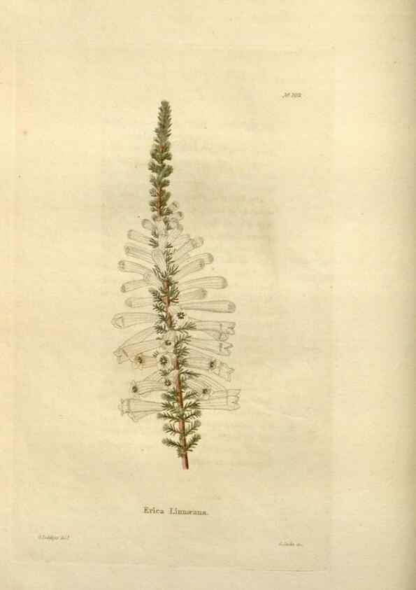 Reproducción/Reproduction 48623865666: The botanical cabinet. London :John & Arthur Arch ...,1817-1833.. 