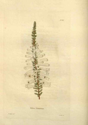Reproducción/Reproduction 48623865666: The botanical cabinet. London :John & Arthur Arch ...,1817-1833.. 