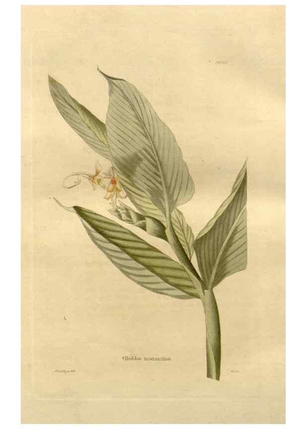Reproducción/Reproduction 48623729766: The botanical cabinet. London :John & Arthur Arch ...,1817-1833.. 