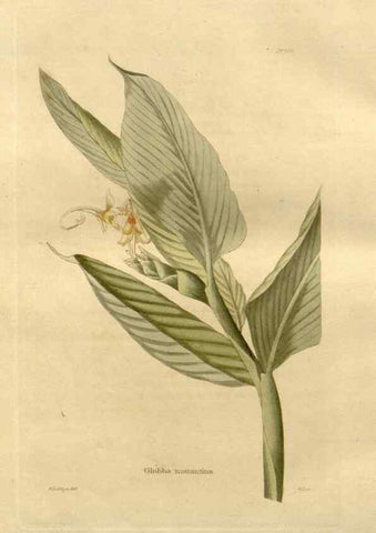 Reproducción/Reproduction 48623729766: The botanical cabinet. London :John & Arthur Arch ...,1817-1833.. 