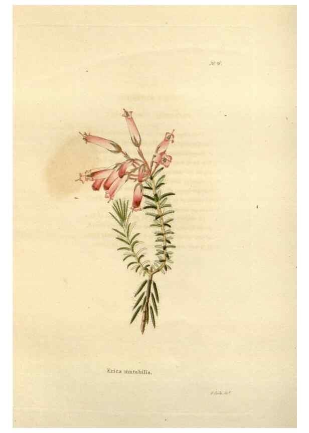 Reproducción/Reproduction 48623709416: The botanical cabinet. London :John & Arthur Arch ...,1817-1833.. 