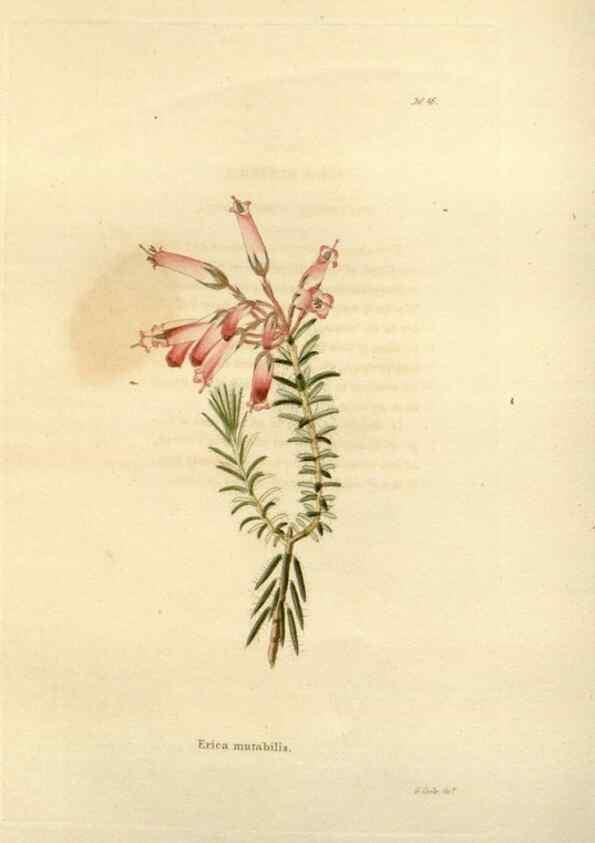Reproducción/Reproduction 48623709416: The botanical cabinet. London :John & Arthur Arch ...,1817-1833.. 