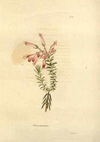 Reproducción/Reproduction 48623709416: The botanical cabinet. London :John & Arthur Arch ...,1817-1833.. 