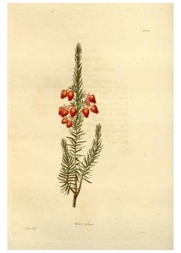 Reproducción/Reproduction 48623709816: The botanical cabinet. London :John & Arthur Arch ...,1817-1833.. 