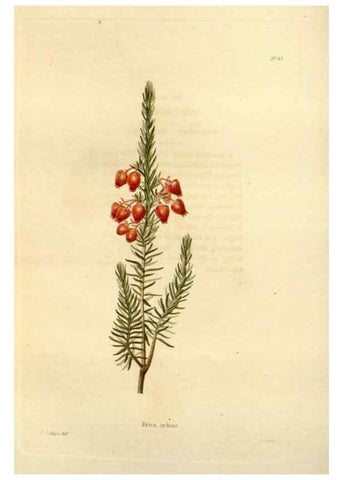 Reproducción/Reproduction 48623709816: The botanical cabinet. London :John & Arthur Arch ...,1817-1833.. 