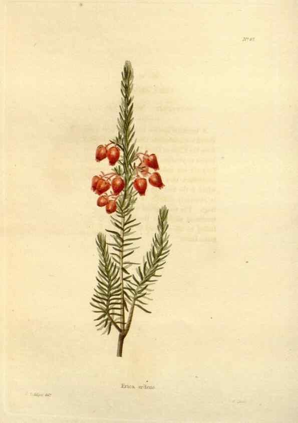 Reproducción/Reproduction 48623709816: The botanical cabinet. London :John & Arthur Arch ...,1817-1833.. 