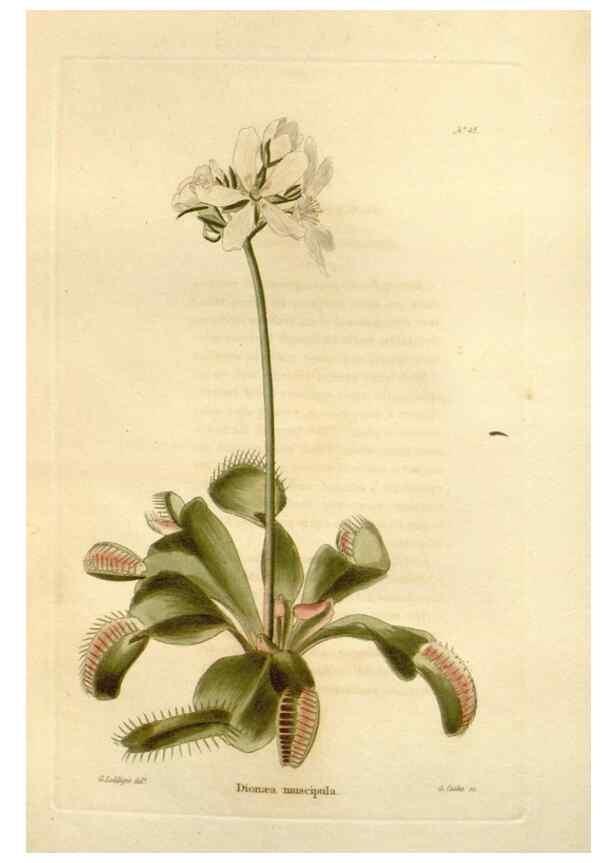 Reproducción/Reproduction 48623356838: The botanical cabinet. London :John & Arthur Arch ...,1817-1833.. 