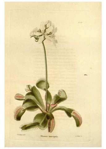 Reproducción/Reproduction 48623356838: The botanical cabinet. London :John & Arthur Arch ...,1817-1833.. 