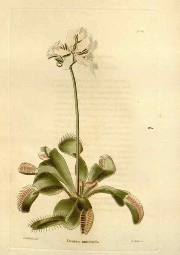 Reproducción/Reproduction 48623356838: The botanical cabinet. London :John & Arthur Arch ...,1817-1833.. 