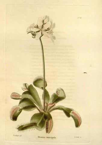 Reproducción/Reproduction 48623356838: The botanical cabinet. London :John & Arthur Arch ...,1817-1833.. 